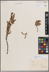 Foto von Salix foetida Schleich. ex DC. x Salix helvetica Vill.